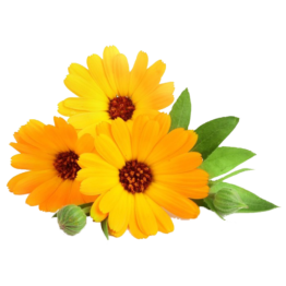 CALENDULA